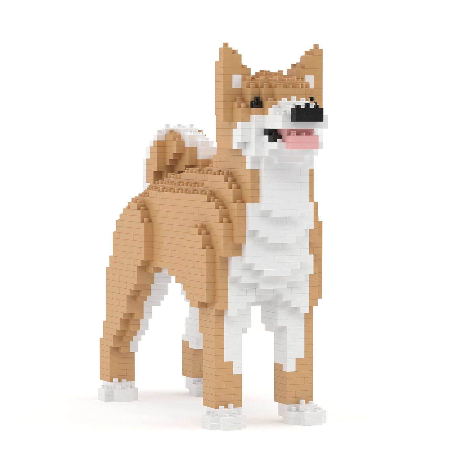 珍島犬01