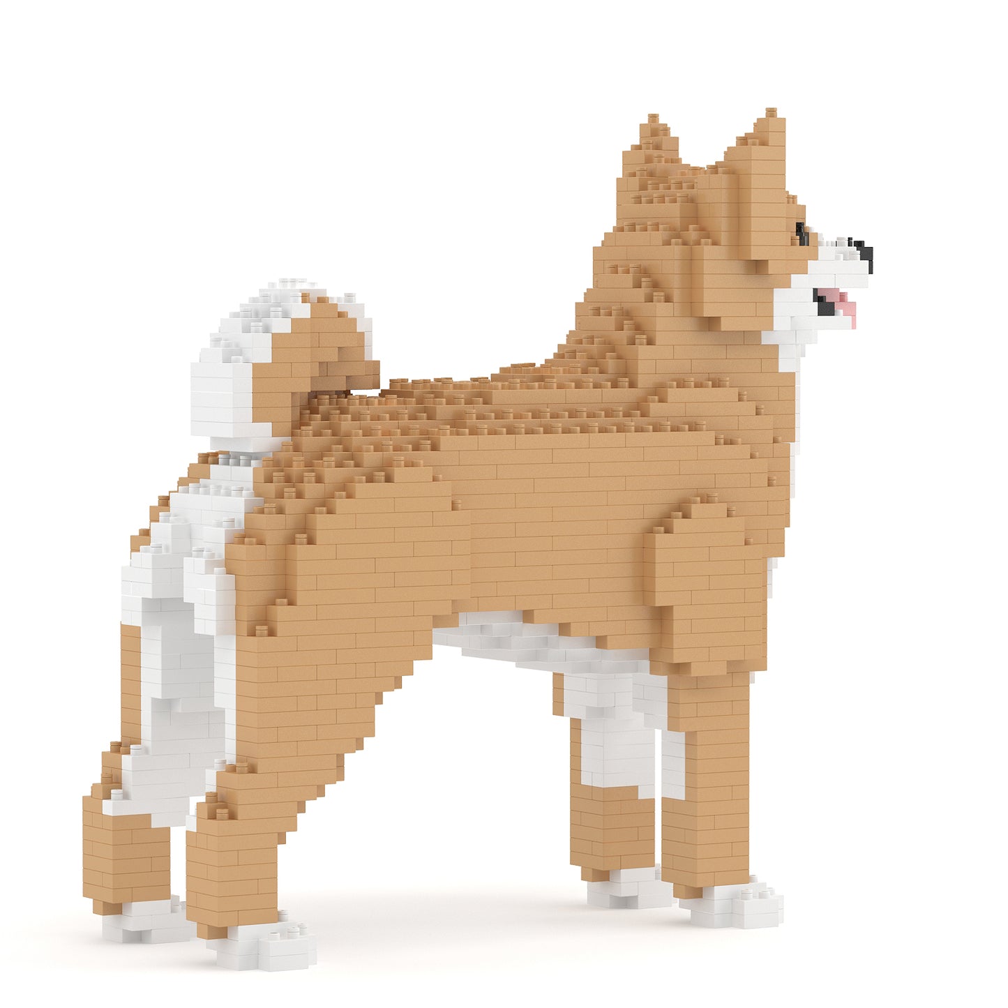 珍島犬01