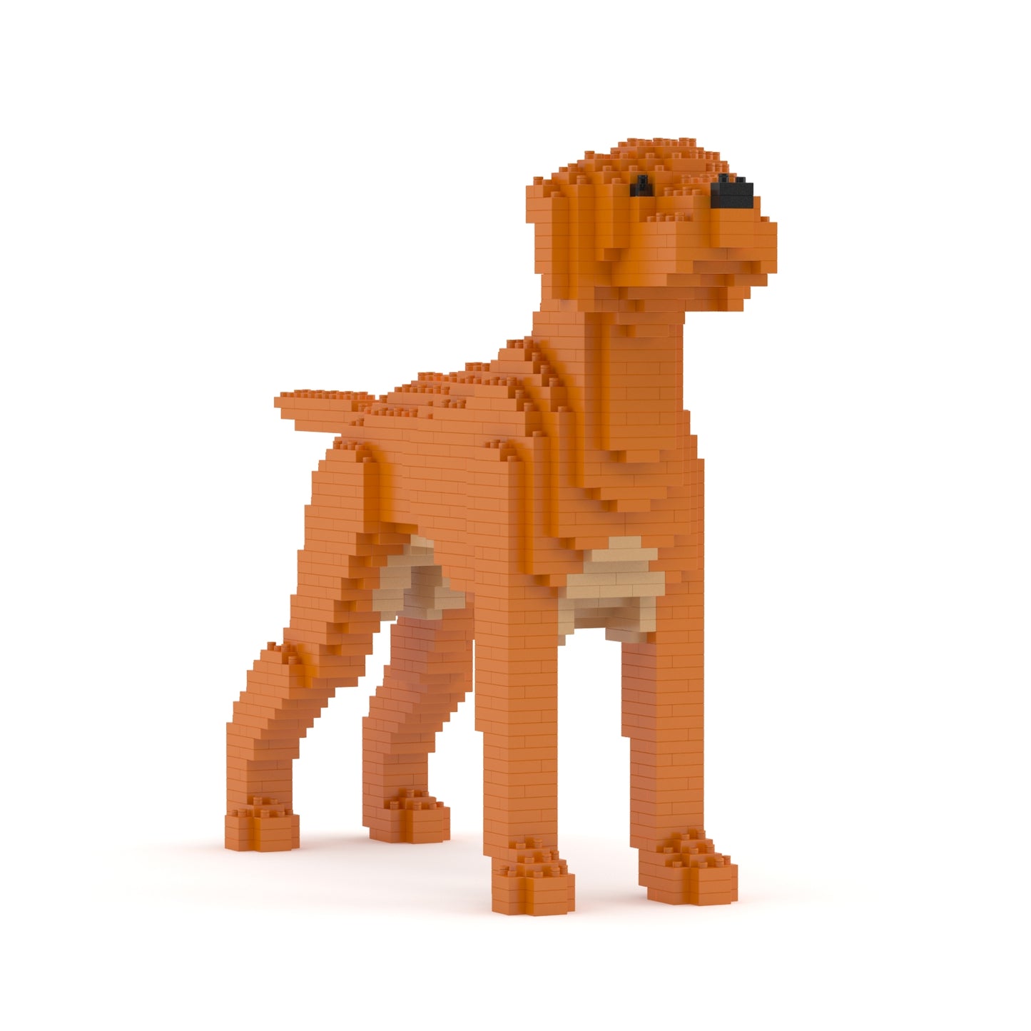 維茲拉犬01