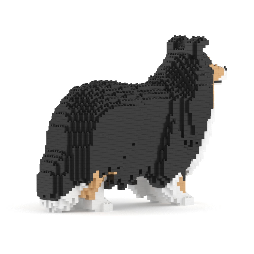 Shetland Sheepdog 02-M02