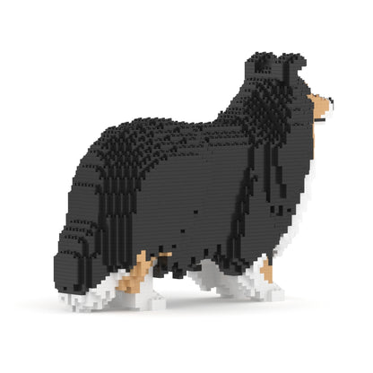 Shetland Sheepdog 02-M02
