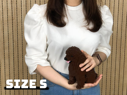 Toy Poodle 03-M05