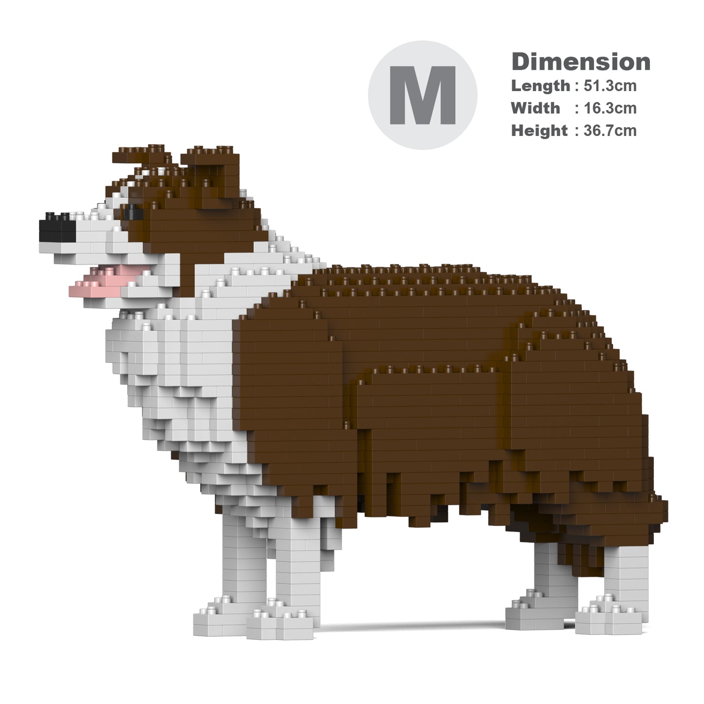 邊境牧羊犬01-M02