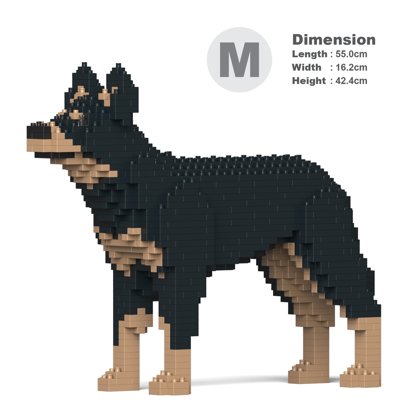 澳洲卡爾比犬01-M01