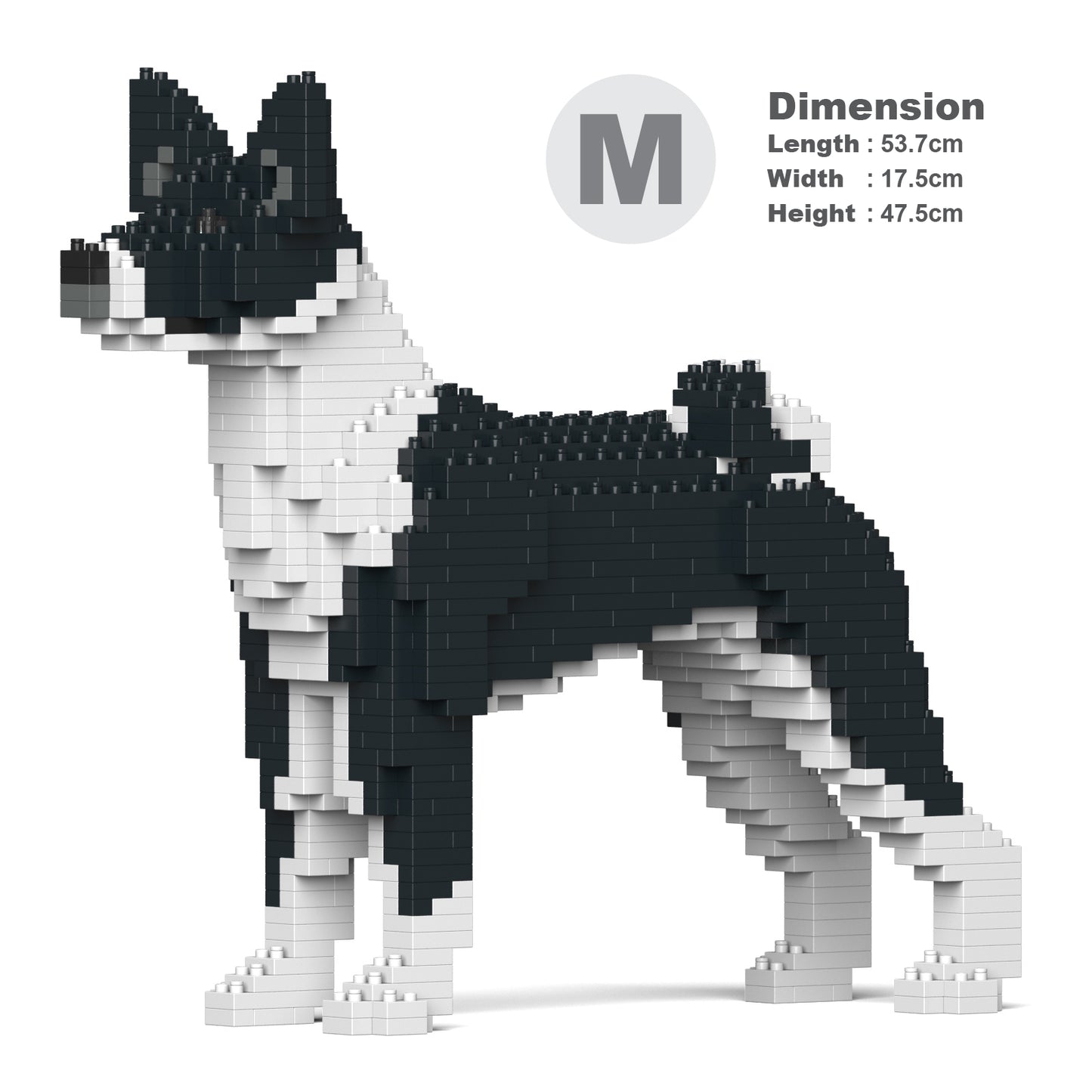 貝生吉犬01-M02