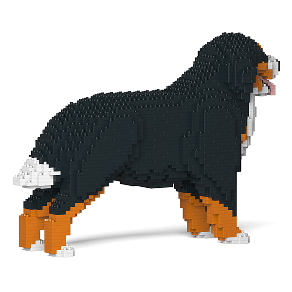 伯恩山犬02