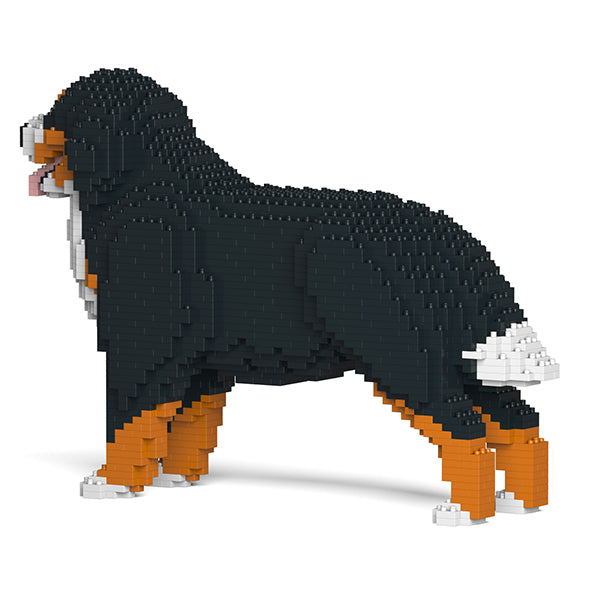 伯恩山犬02