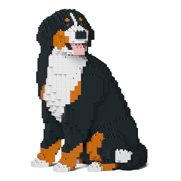 伯恩山犬05