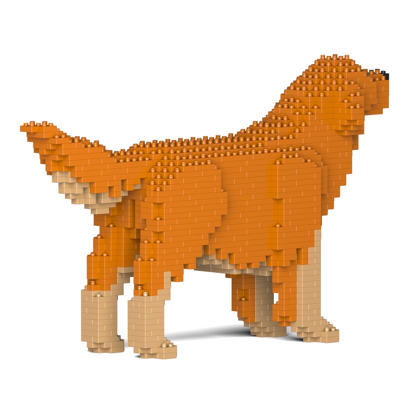金毛尋回犬02-M02