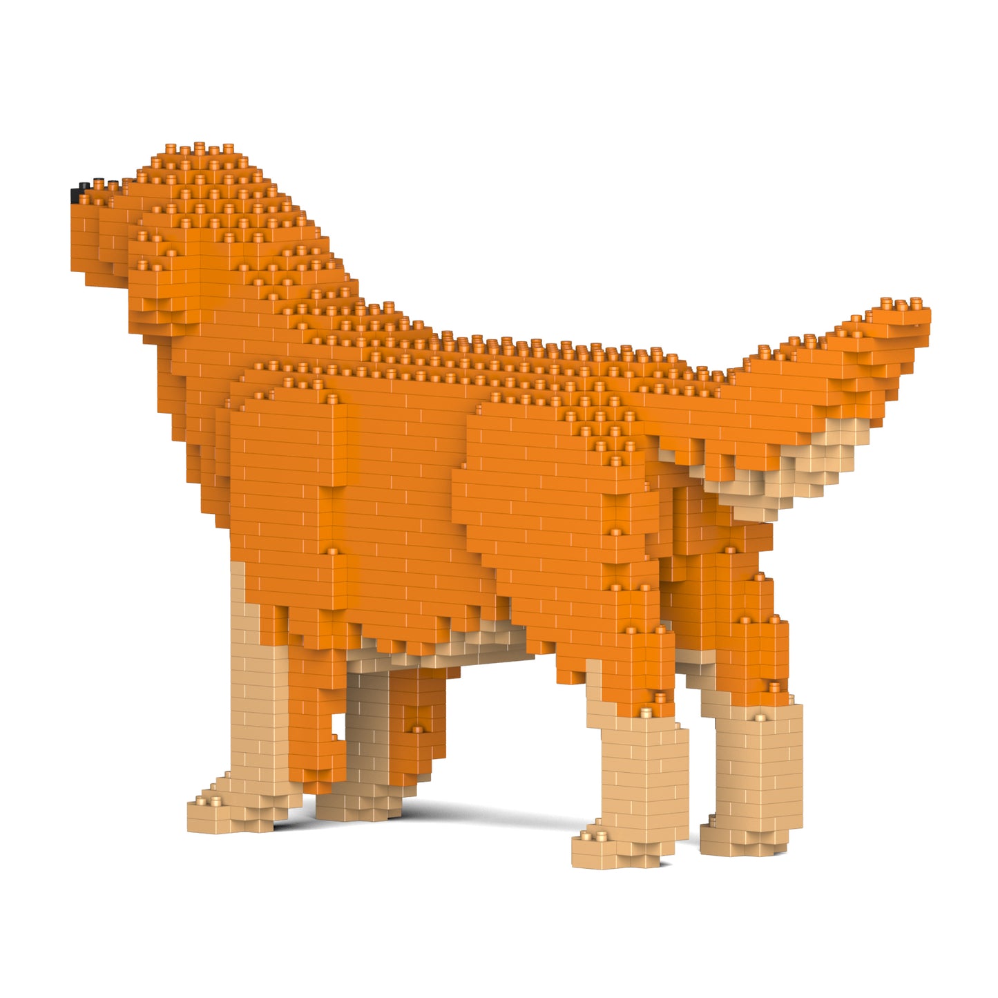 金毛尋回犬02-M02