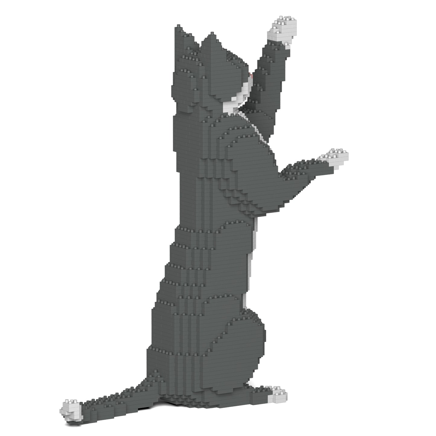 灰色禮服貓05S