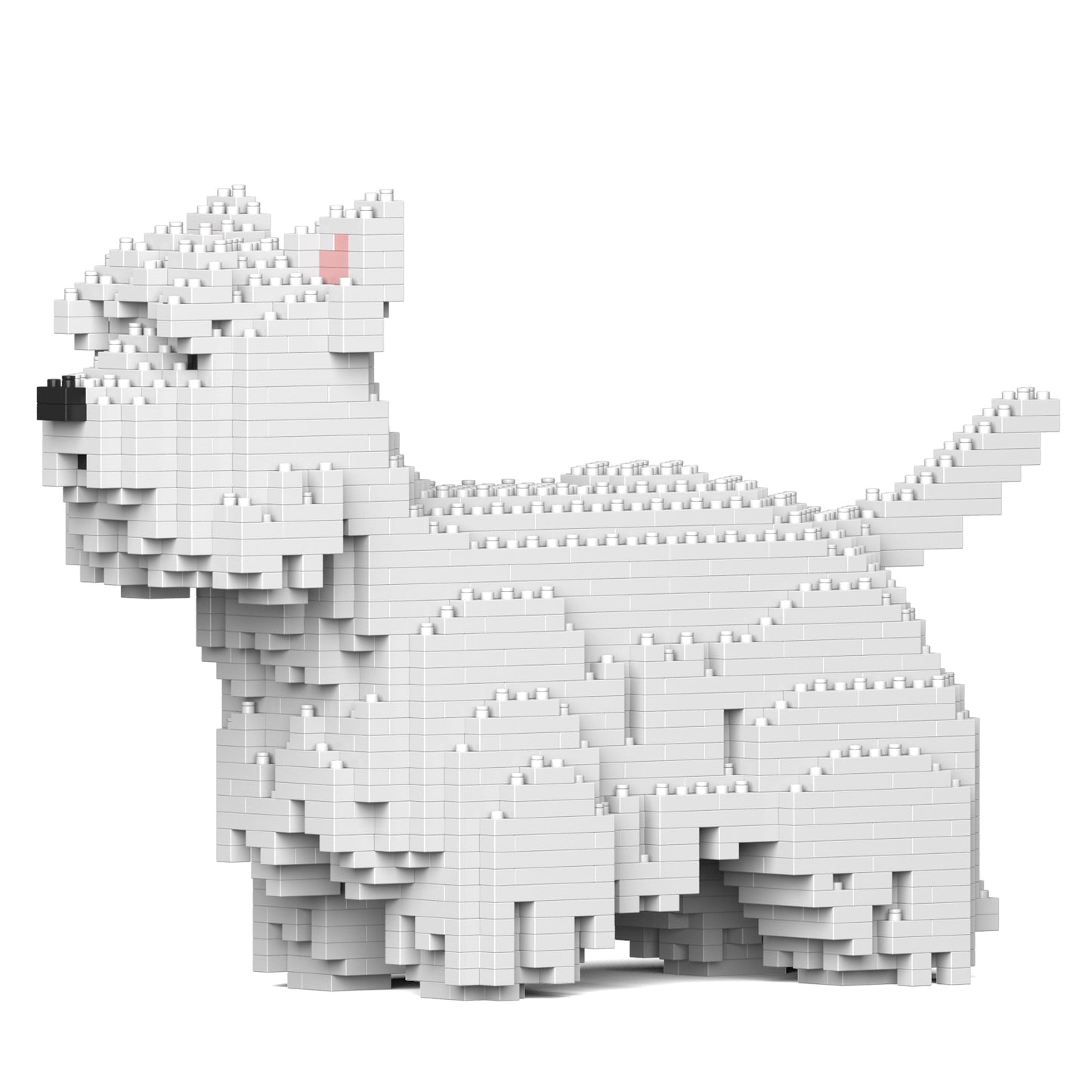 西高地白㹴犬01