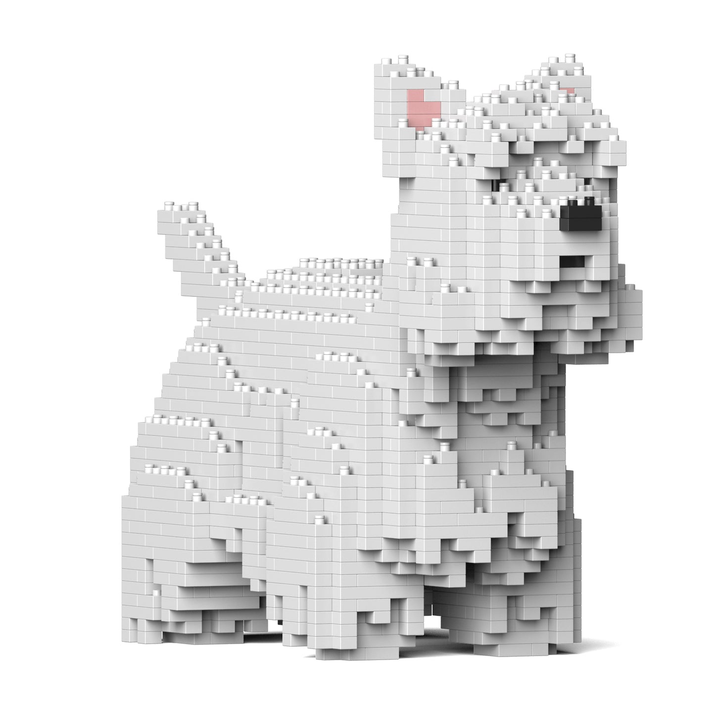 西高地白㹴犬01
