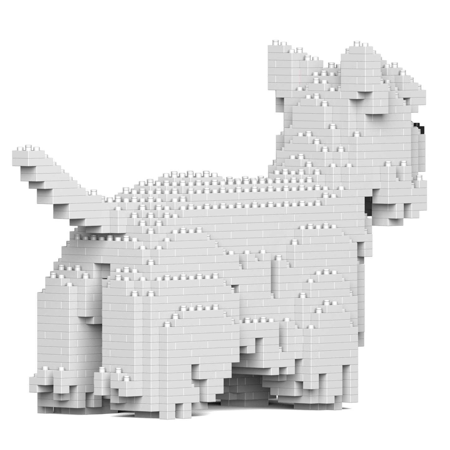 西高地白㹴犬01