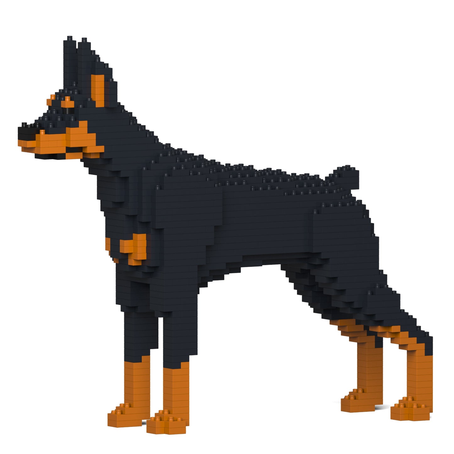 Doberman Pinscher 01-M01