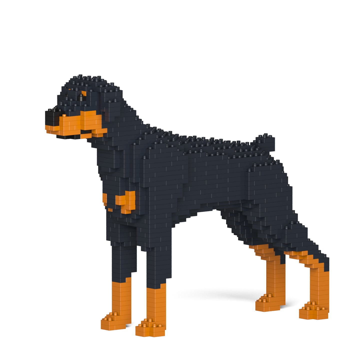 Doberman Pinscher 01-M01