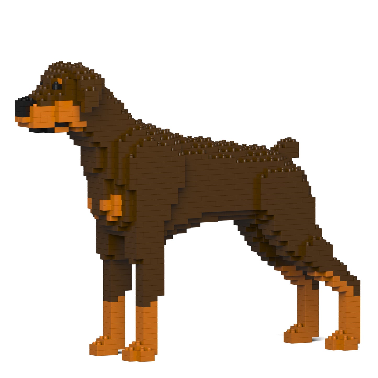 杜賓犬01-M02