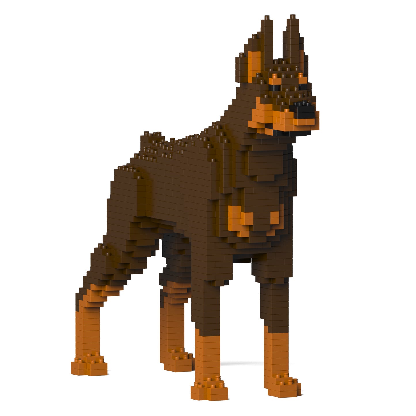 杜賓犬01-M02