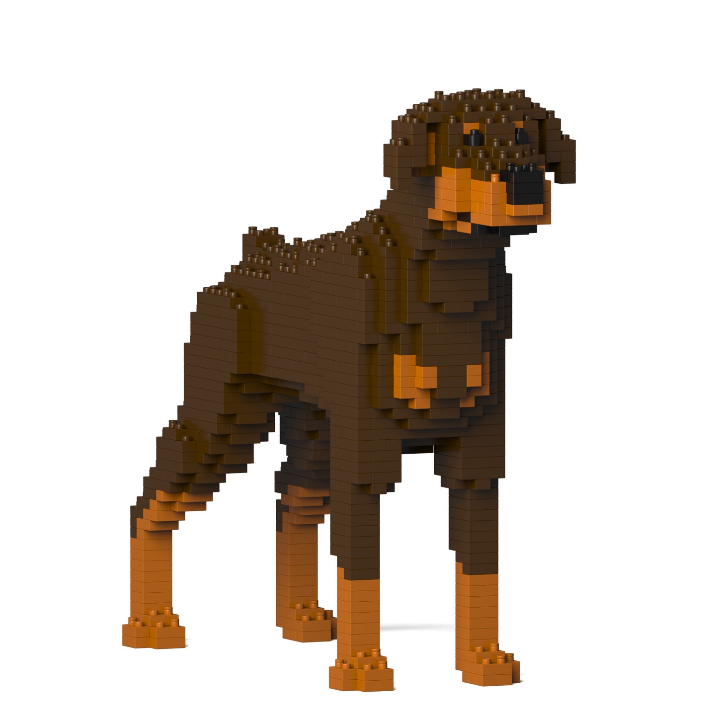 杜賓犬01-M02