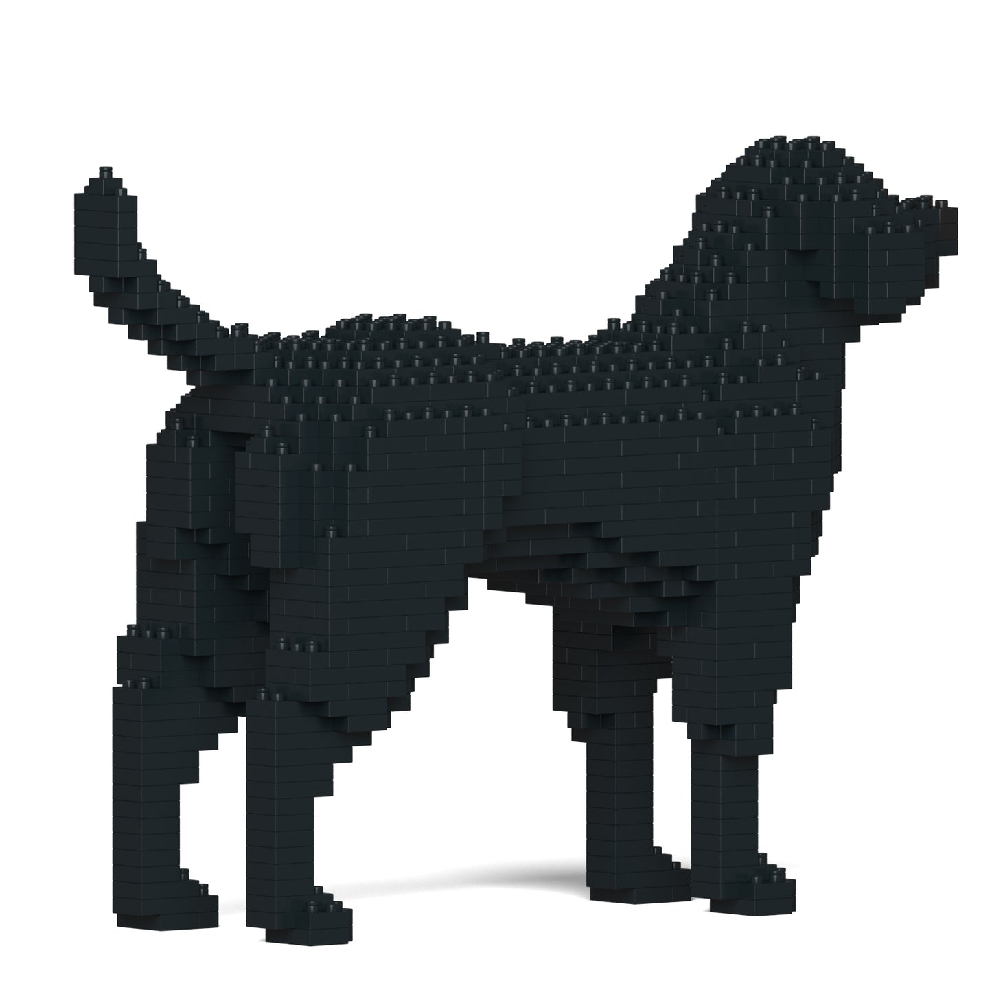 拉布拉多犬 01-M03