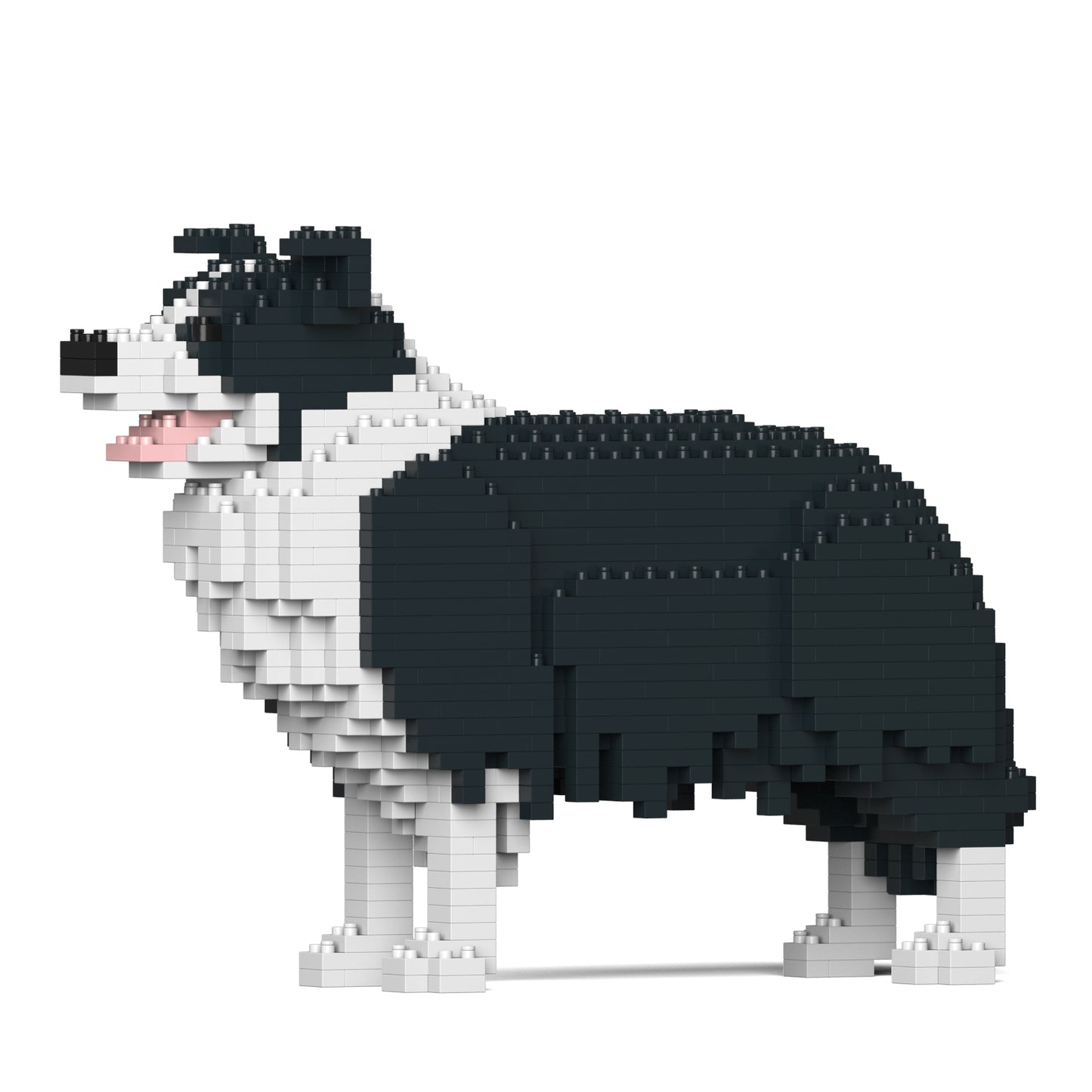 邊境牧羊犬01-M01