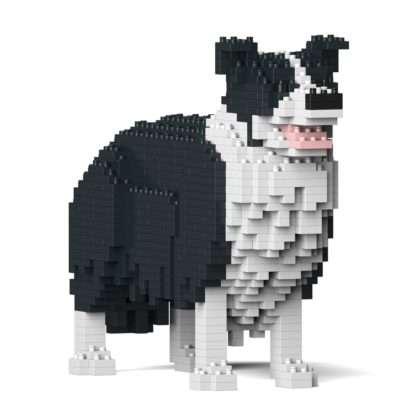 邊境牧羊犬01-M01
