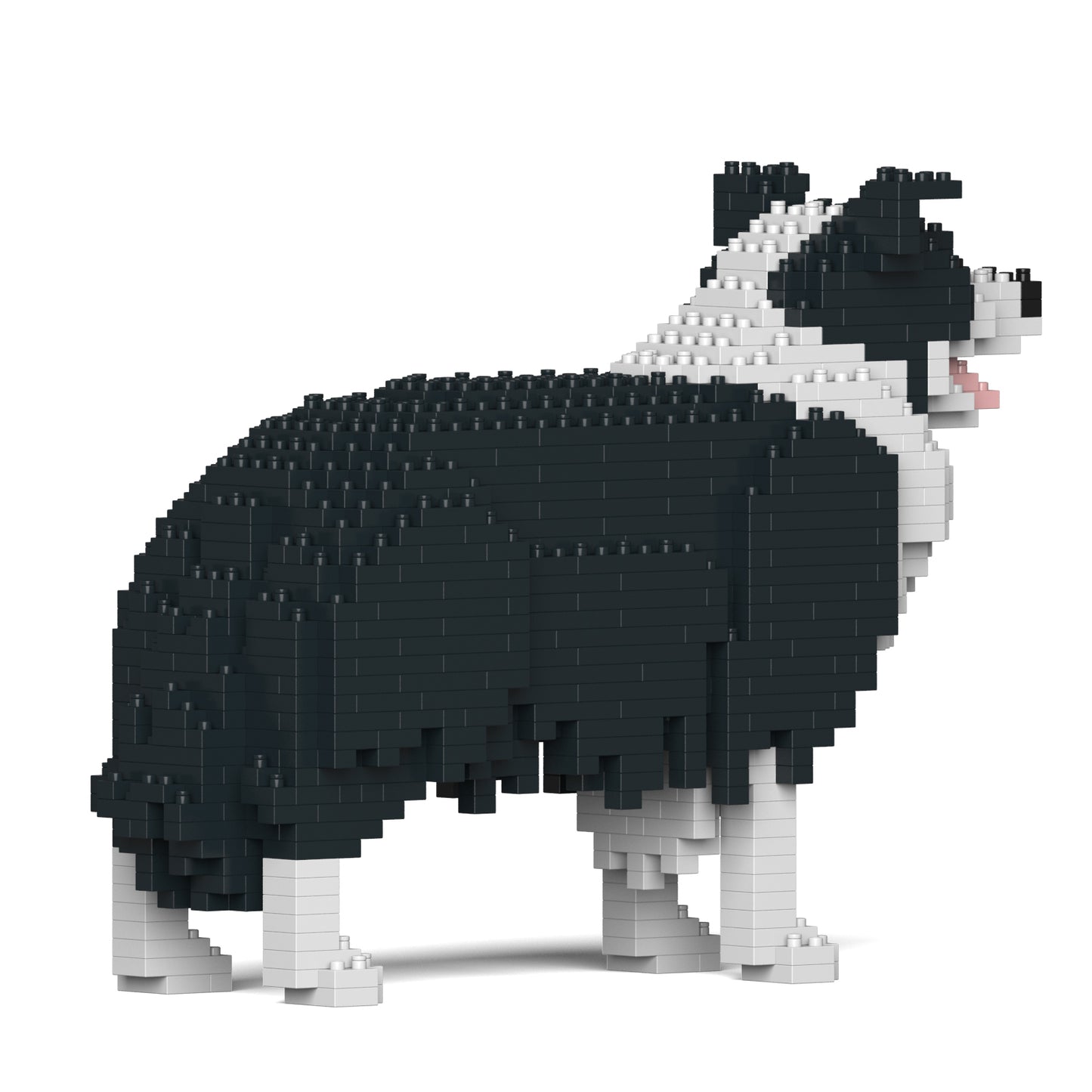 邊境牧羊犬01-M01