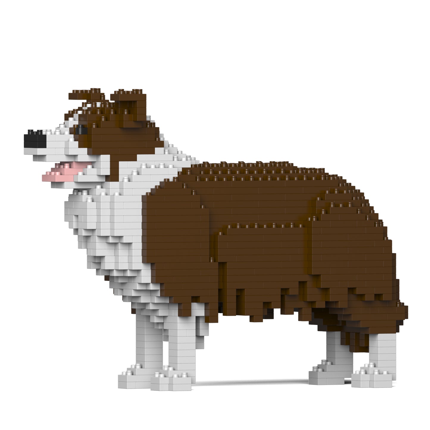 邊境牧羊犬01-M02