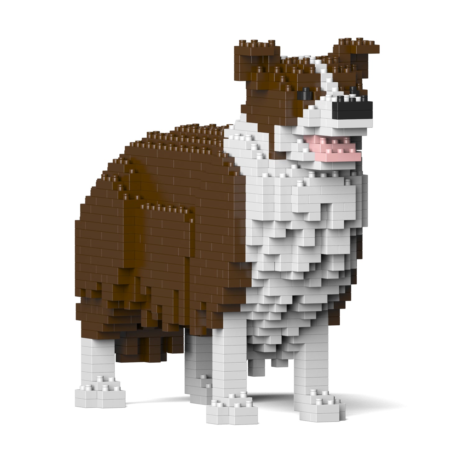邊境牧羊犬01-M02