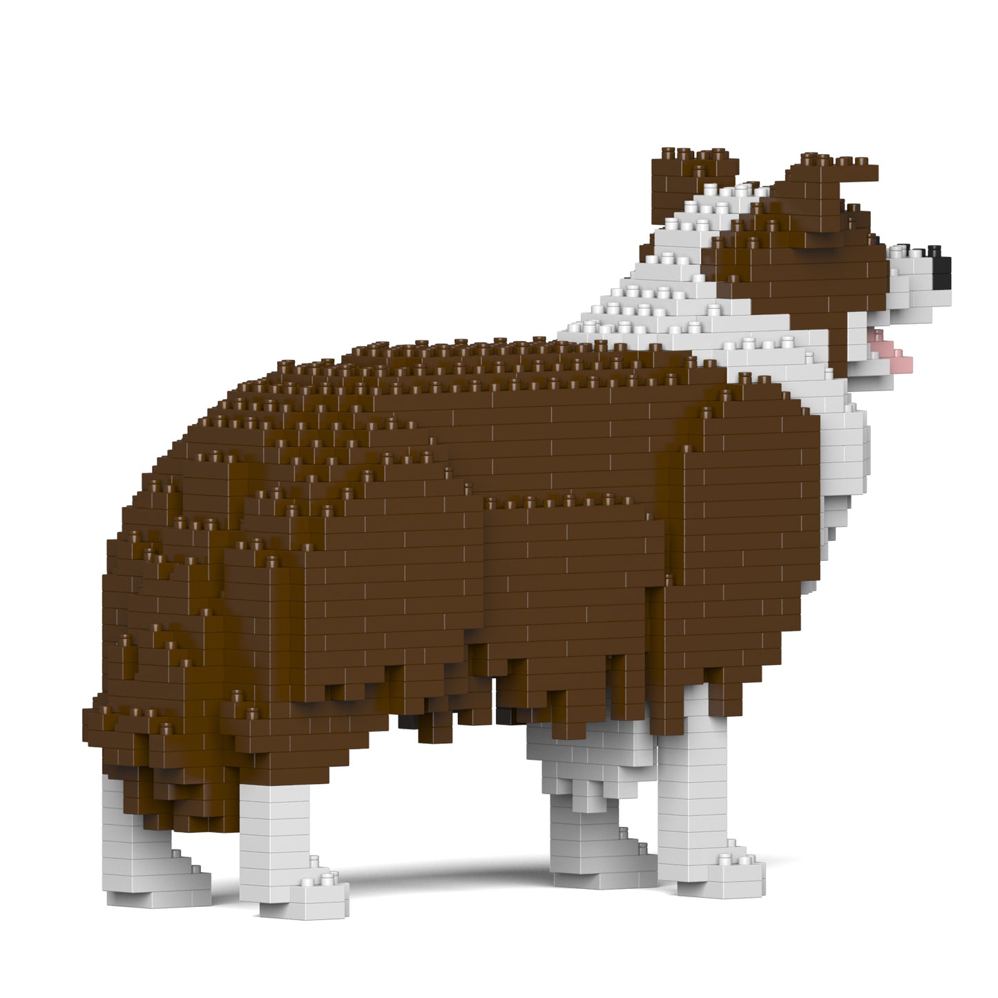 邊境牧羊犬01-M02
