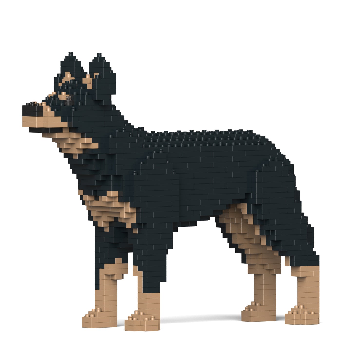 澳洲卡爾比犬01-M01