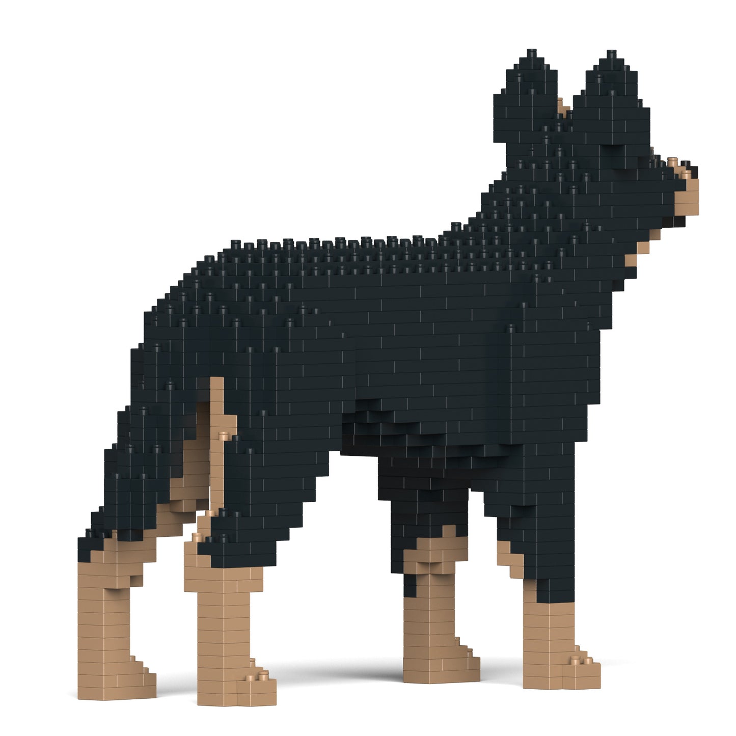 澳洲卡爾比犬01-M01