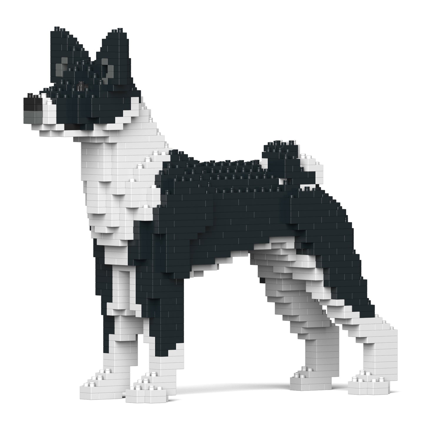 貝生吉犬01-M02
