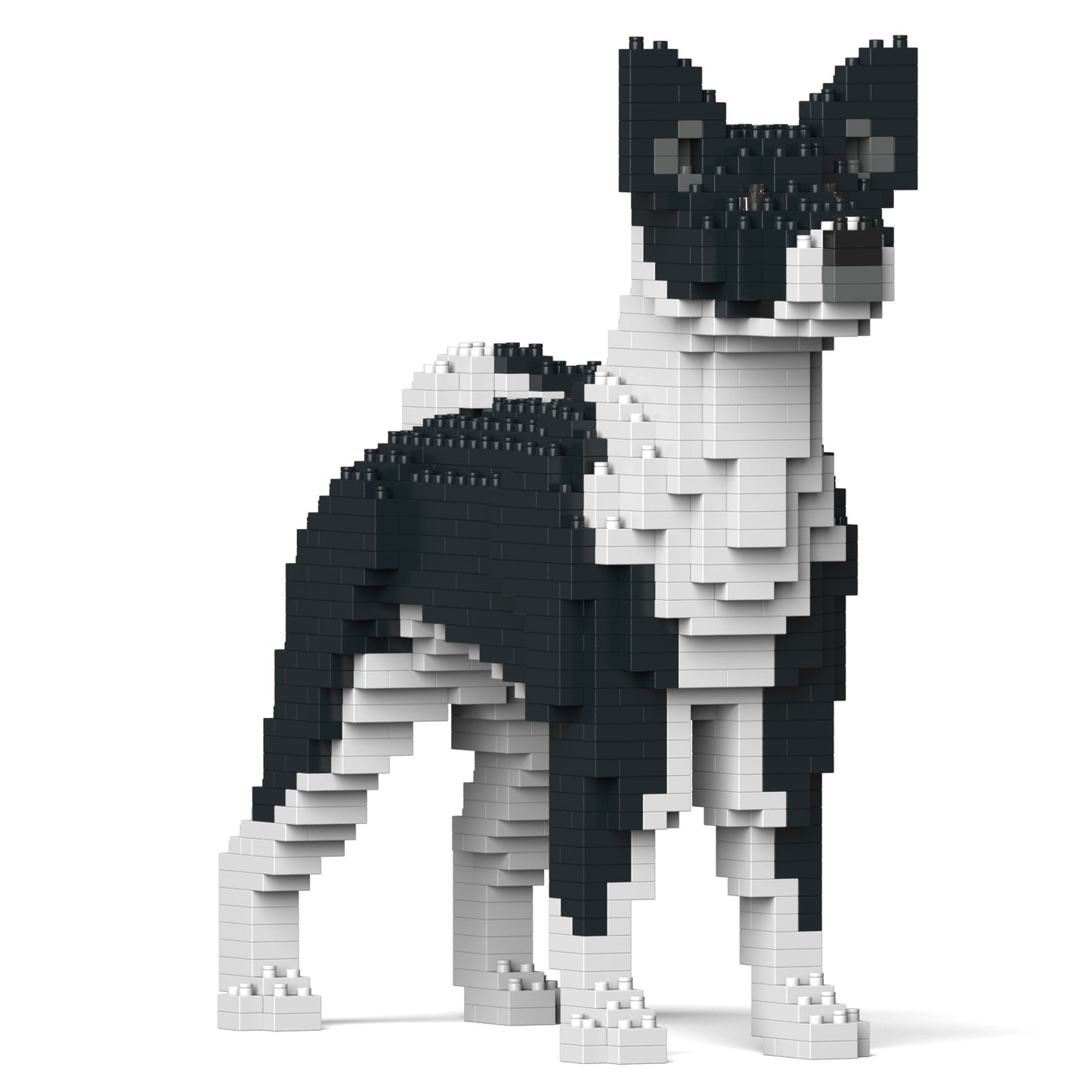 貝生吉犬01-M02