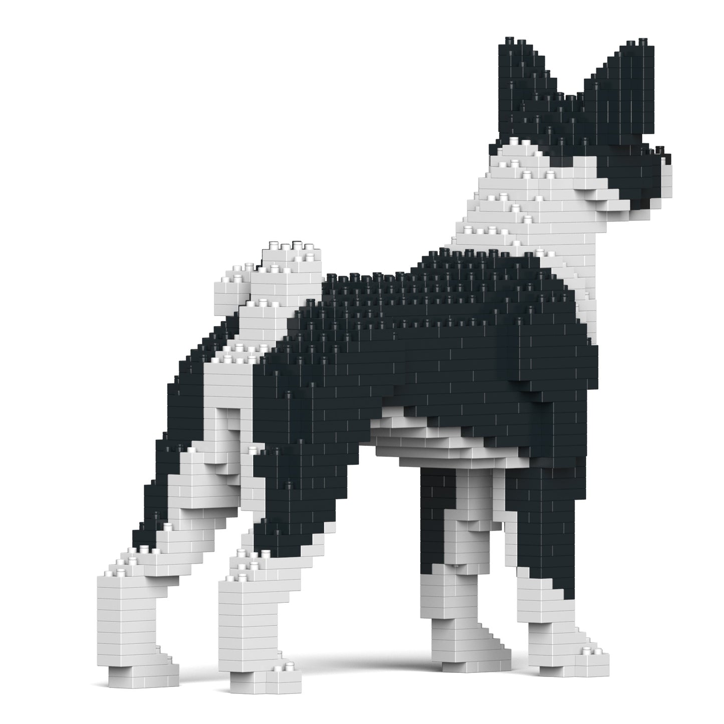 貝生吉犬01-M02