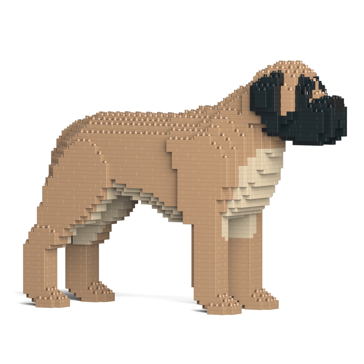English Mastiff 01-M01
