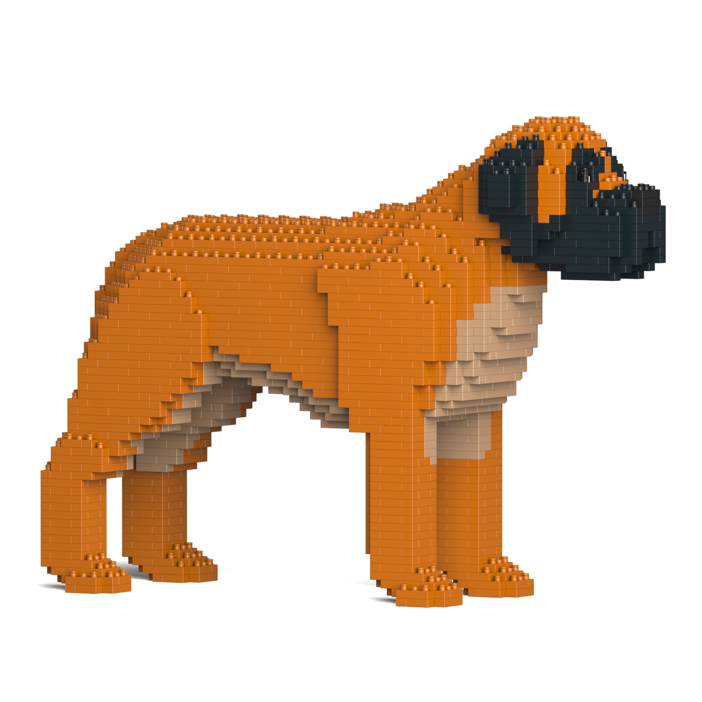 English Mastiff 01-M02
