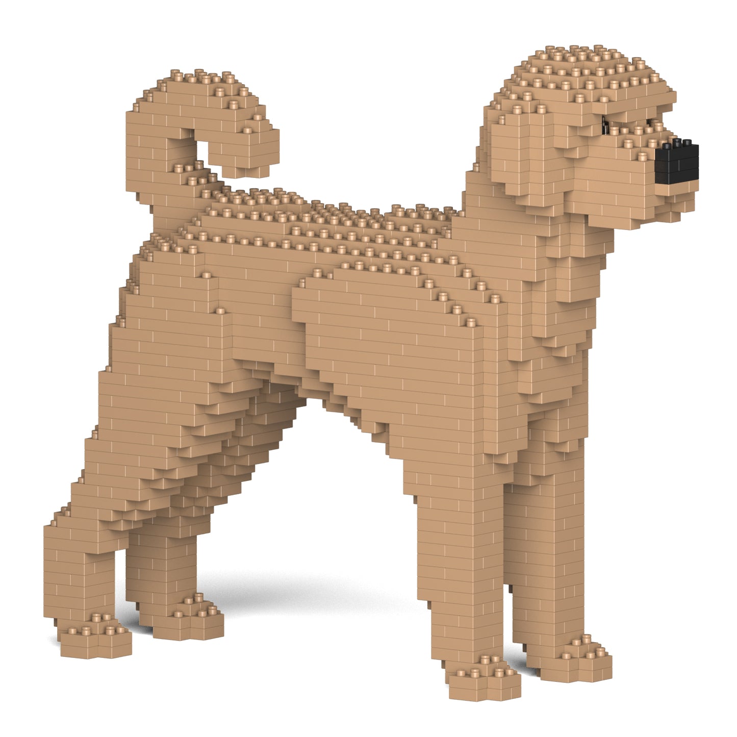 Labradoodle 01-M02
