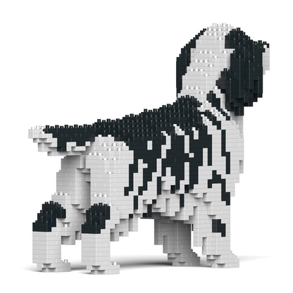 English Setter 01-M02